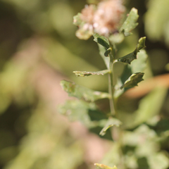 Baccharis pilularis