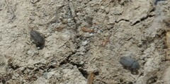 Blapstinus