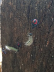 Euthyrhynchus floridanus