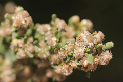 Baccharis pilularis