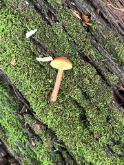 Gymnopilus picreus