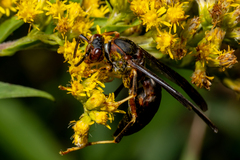 Polistes metricus