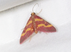Pyrausta tyralis