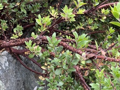Arctostaphylos × media