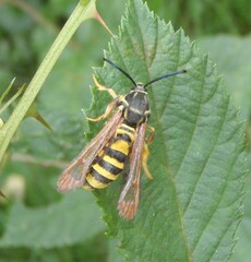 Pennisetia marginatum