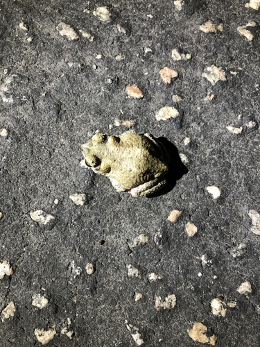 iNaturalist observation photo of Red-spotted Toad