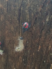 Euthyrhynchus floridanus