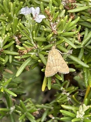Achyra rantalis