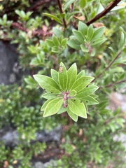 Arctostaphylos × media