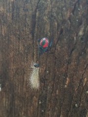 Euthyrhynchus floridanus