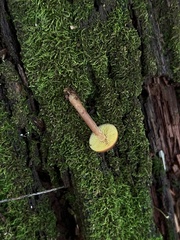 Gymnopilus picreus