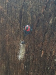 Euthyrhynchus floridanus