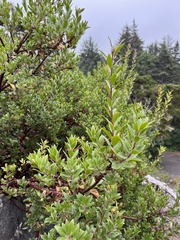 Arctostaphylos × media