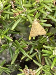 Achyra rantalis