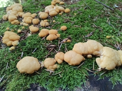 Climacocystis borealis