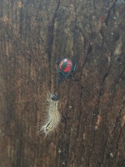 Euthyrhynchus floridanus