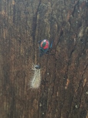 Euthyrhynchus floridanus