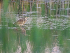 Botaurus lentiginosus