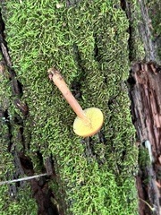 Gymnopilus picreus