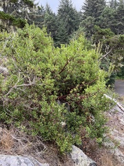 Arctostaphylos × media