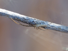 Tetragnatha extensa