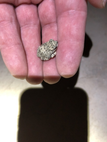 iNaturalist observation photo of Red-spotted Toad