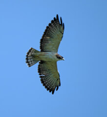 Buteo brachyurus