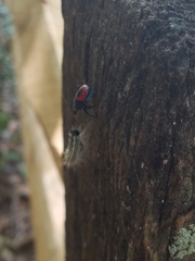 Euthyrhynchus floridanus