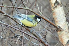 Parus major major