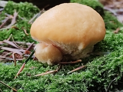 Climacocystis borealis