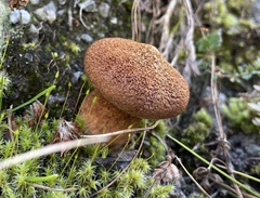 Suillus cavipes