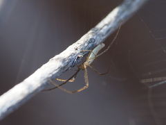 Tetragnatha extensa