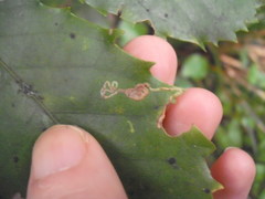 Eumetriochroa panacitorsens