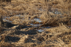Motacilla citreola