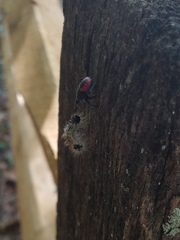 Euthyrhynchus floridanus