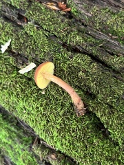 Gymnopilus picreus