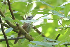 Pheugopedius maculipectus