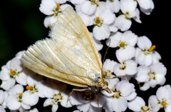 Udea lutealis