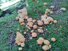 Climacocystis borealis