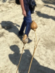 Silene latifolia alba