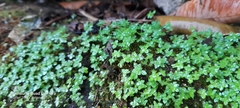 Callitriche
