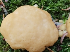 Climacocystis borealis