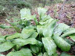 Hosta
