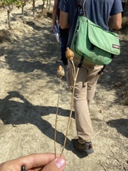 Silene latifolia alba