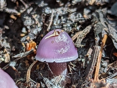 Mycena pura