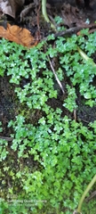 Callitriche