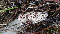 Porifera