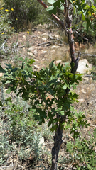 Quercus gambelii