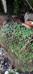 Callitriche