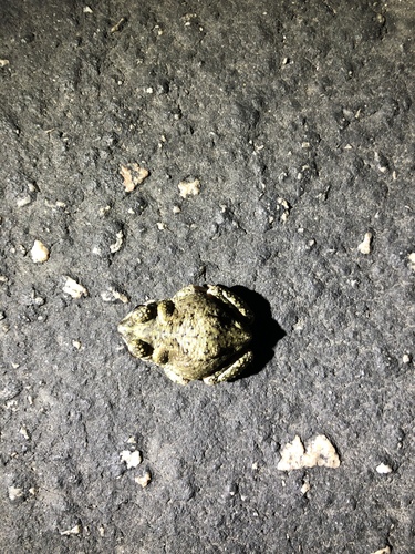 iNaturalist observation photo of Red-spotted Toad